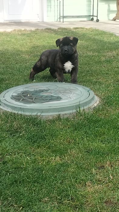 Плюшеві ведмедики