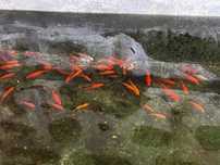 Peixes para lago ou aquário