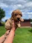Szczeniak Golden Retriever