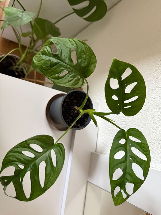 Monstera Monkey Mask