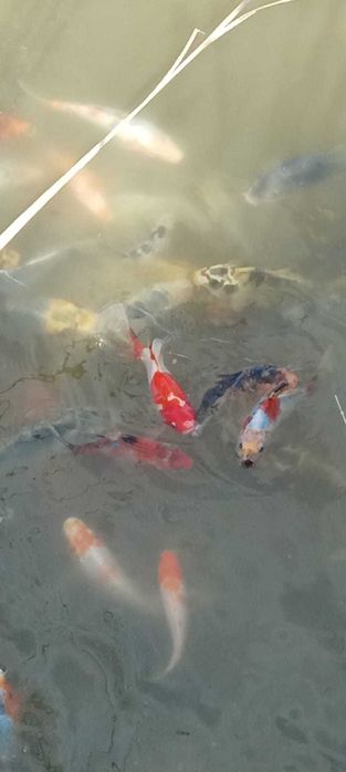 Ryby do stawów, Karpie Koi, Orfa, Narybek, Karaś ozdobny