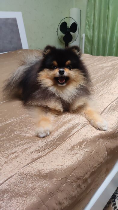 В'язка шпіц vip якість