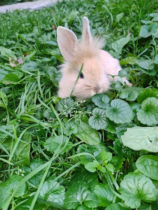 Маленький голубоглазый малыш декоративный кролик ждёт свою семью