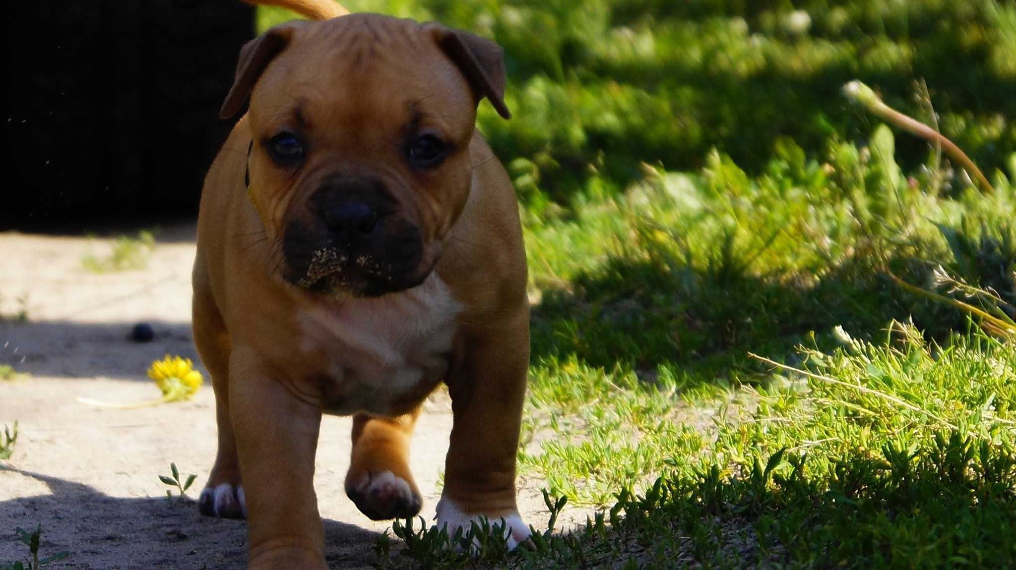 Amstaff FCI ,sunia Euforia,  do rezerwacji,  cudna