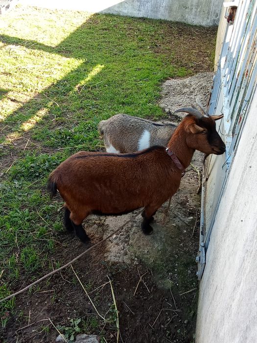 3 Cabras anas 2 chibus