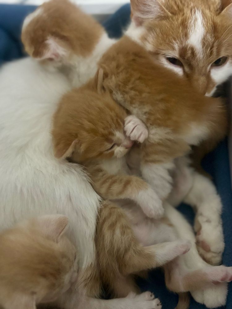 Котики безкоштовно