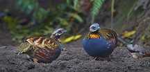 Casal de Perdizes Arborophila rufogularis