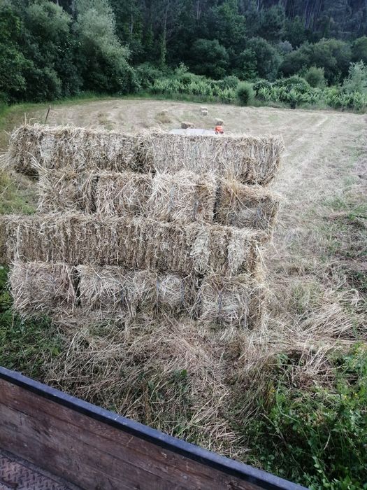 Palha de feno/azevem e aveia