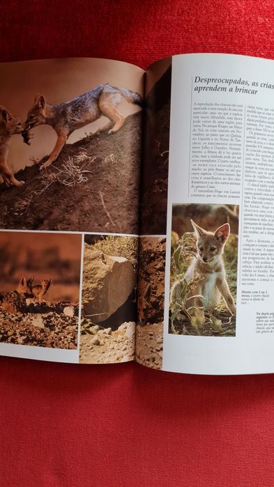 Tesouros Artisticos da Bíblia, História de Portugal e Vida Selvagem