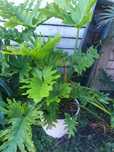 Sprzedam filodendron drzewiasty