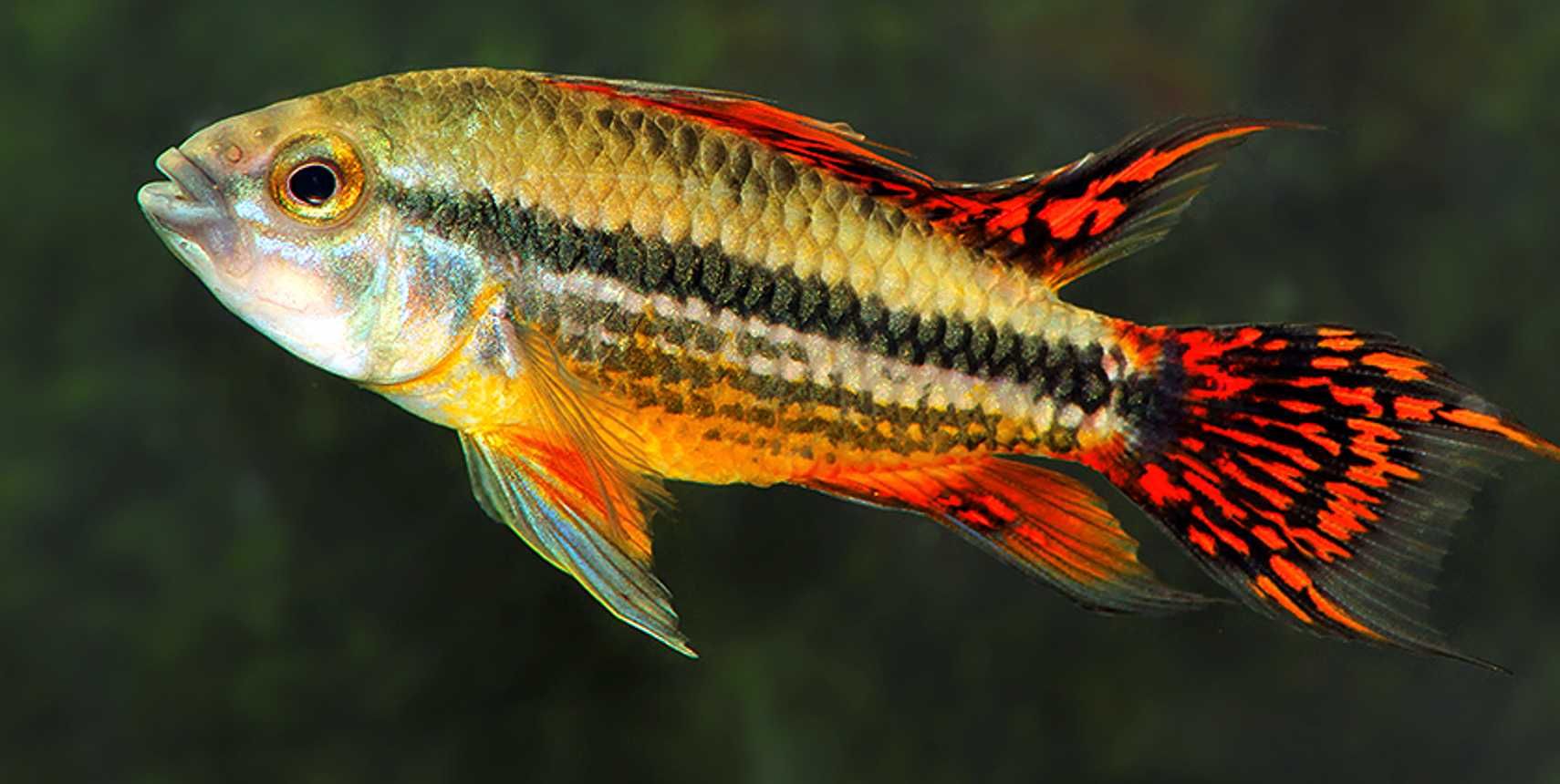 Pielęgniczka kakadu - Apistogramma cacatuoides - dowozimy, wysyłamy