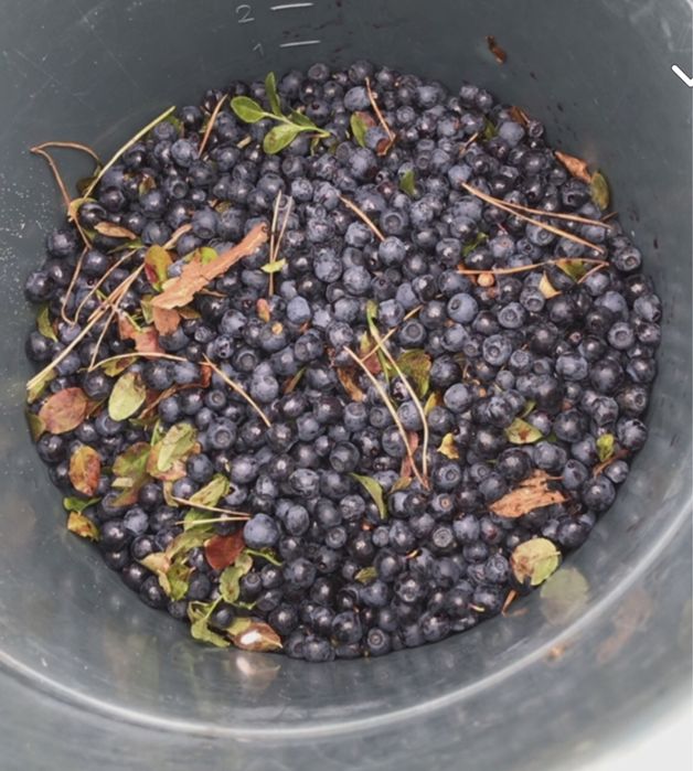 Варення із чорниць
