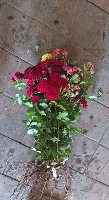 Саженцы,кусты роз.Весна лето осень