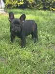 Buldog Francuski ZkwP FCI Piesek