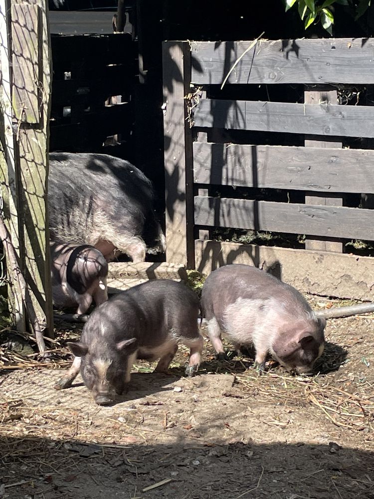 Mini pig super lindos