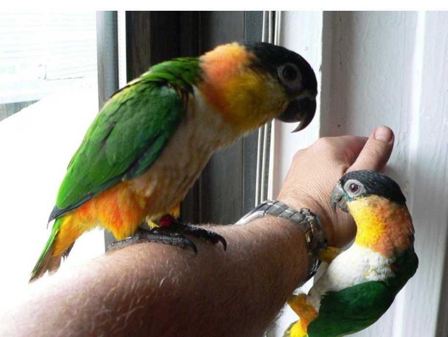 Каик веселый попугай ,молодые попугайчики выкормыши