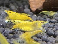 Krewetki Neocaridina Orange