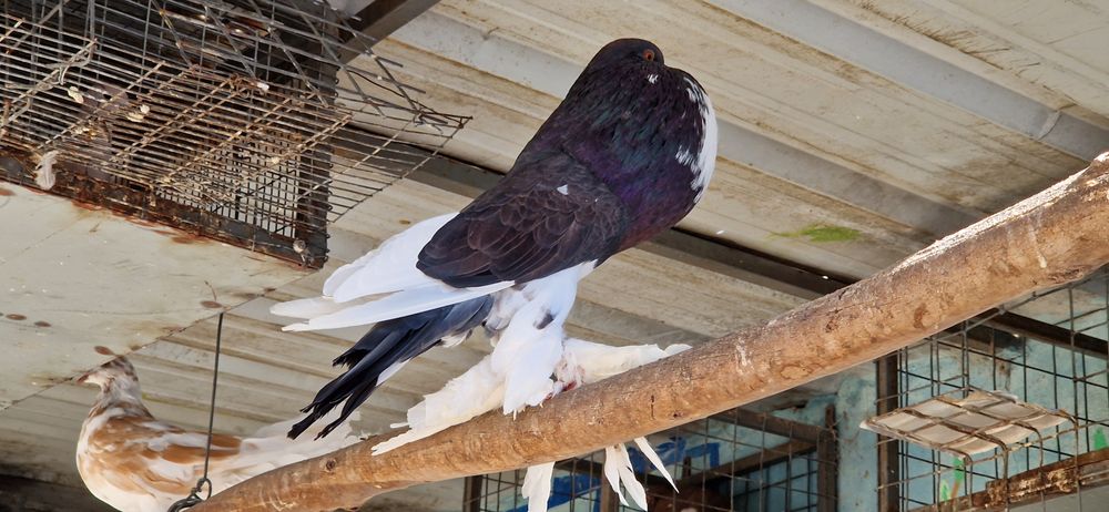 Pombas, pombos papo de Pomerânia, capuchinho, cambalhota port e leque