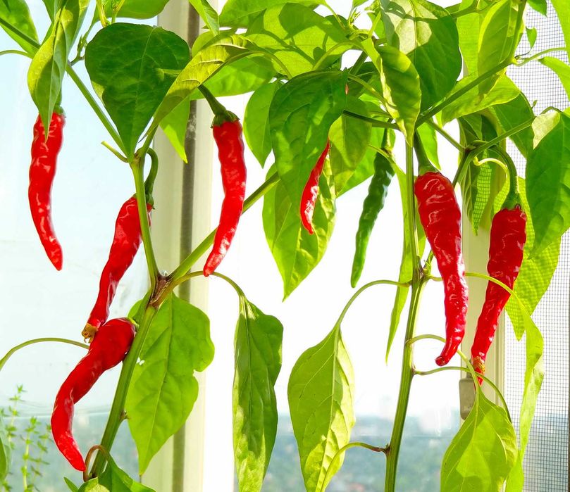 гострий перець Чілі Балконний насіння перец острый Чили