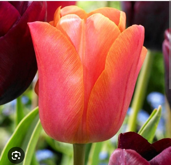 Продам луковицю тюльпана