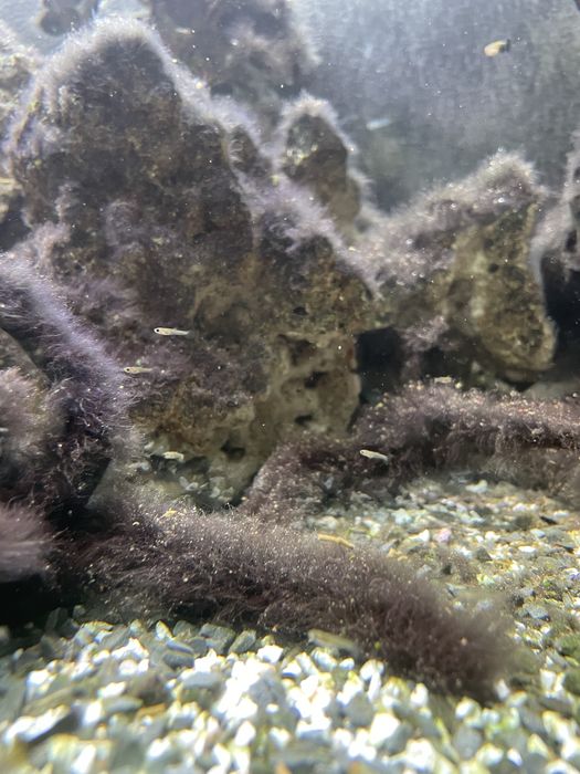 Guppy e Molly  juvenis