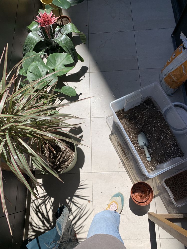 Paisagismo e tratamento de plantas