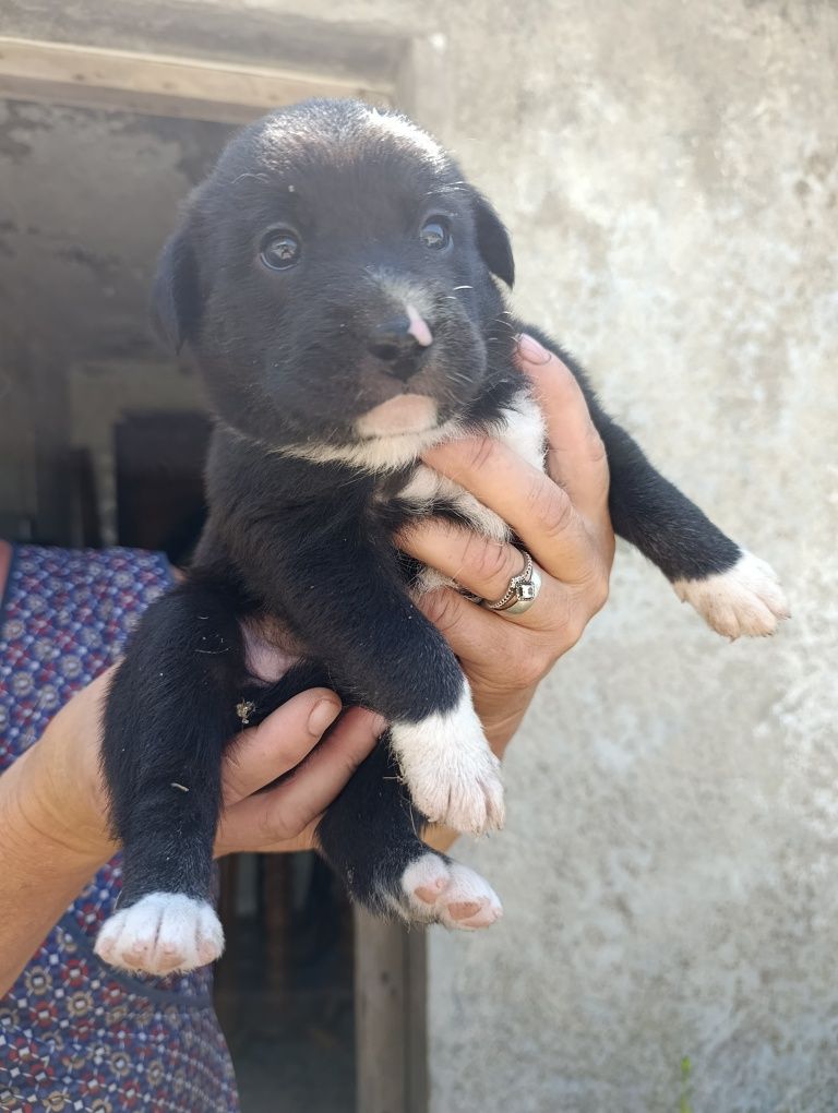 Doação Traçados de sharpei