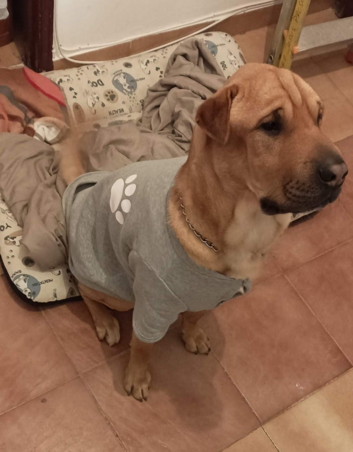 Sharpei x serra da estrela para adoção responsável