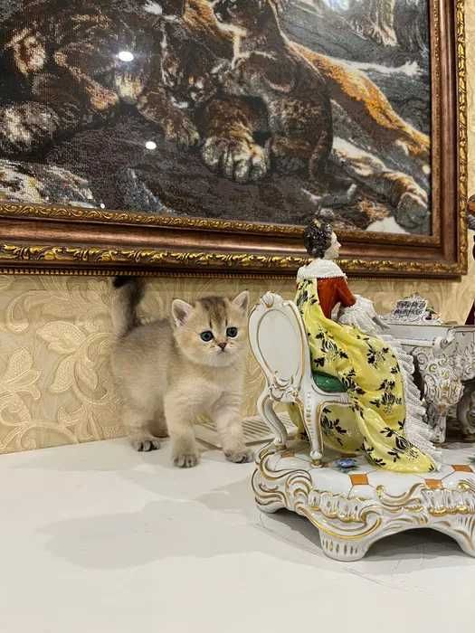 Вязка кот. Вязка серебристая шиншилла. Вислоухий шотландец скотиш фолд