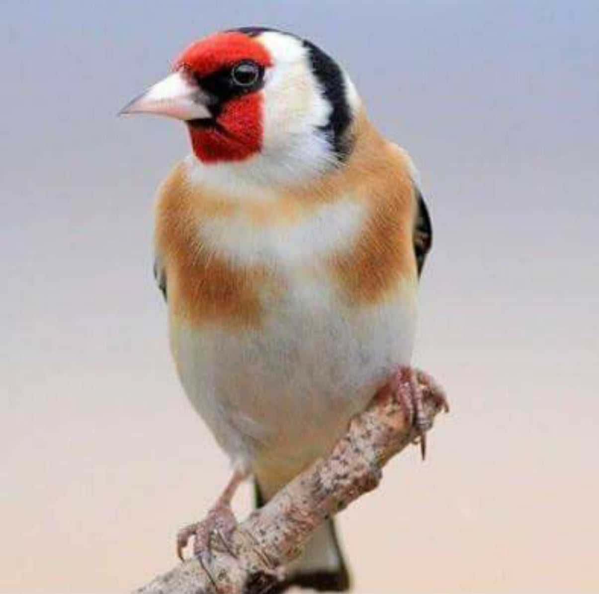 Varias aves de fauna