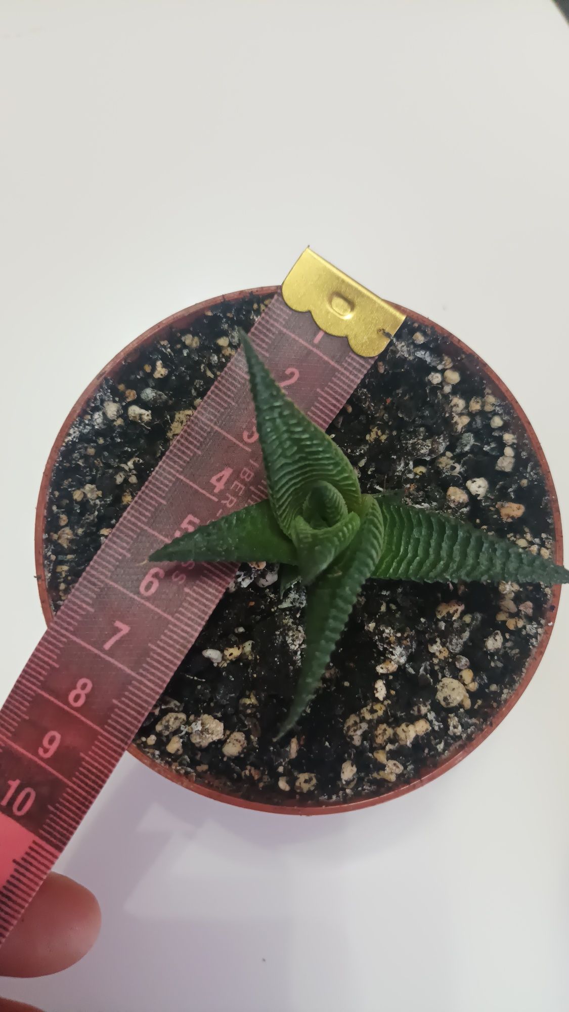 Haworthia limifolia