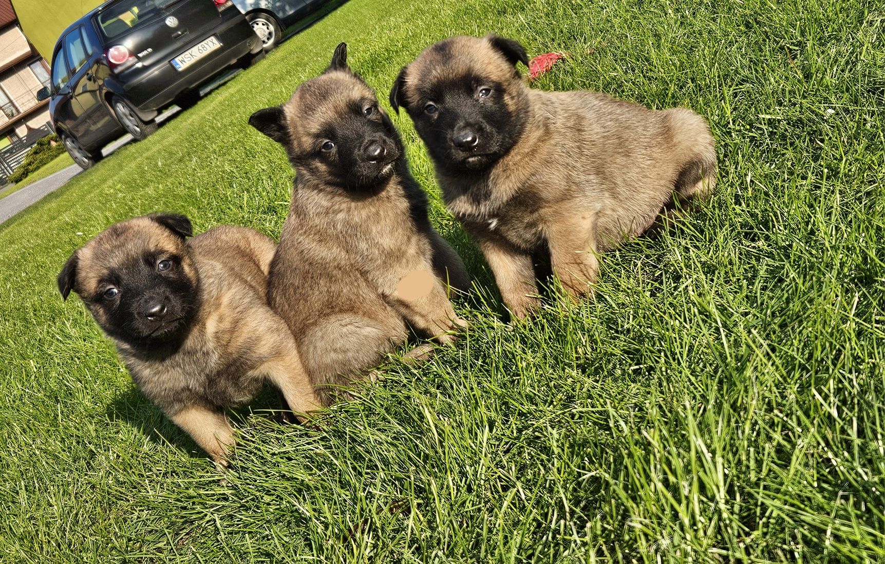 Owczarek Belgijski Malinois MIOT.