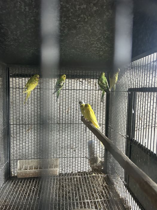 Periquitos australianos