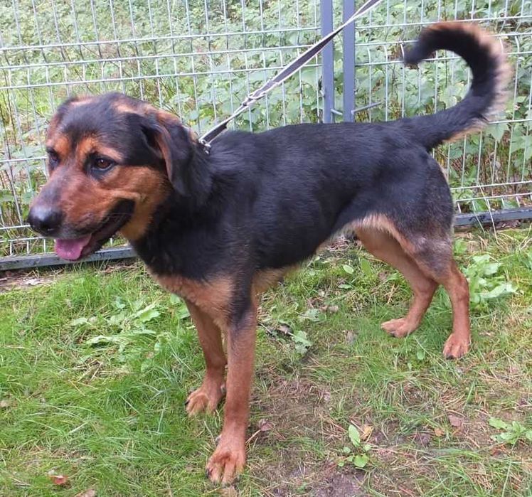 Wiśnia duża suka, kontaktowa,wesoła w typie on, do adopcji