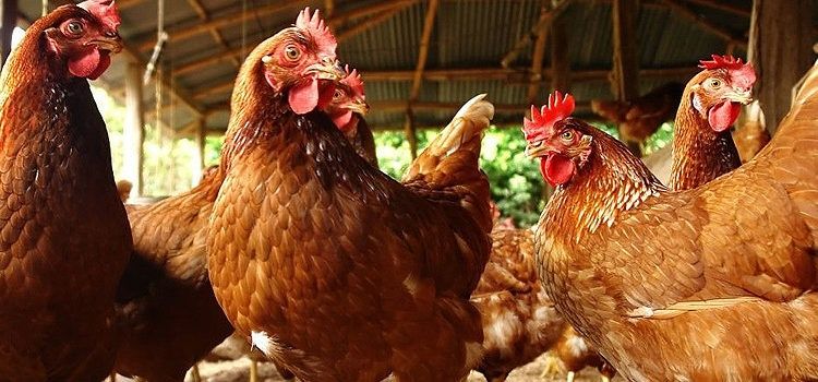 Kury Nioski Leghorn Kępno