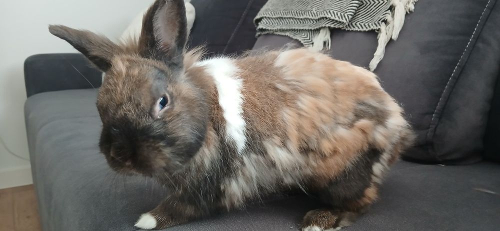 Oddam królika 8 letniego
