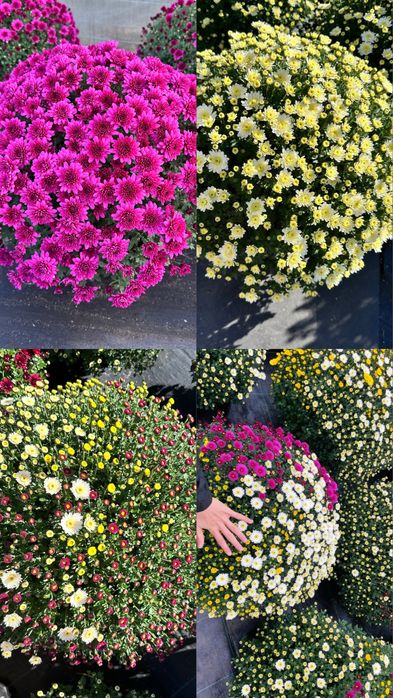 Chryzantemy drobnokwiatowe