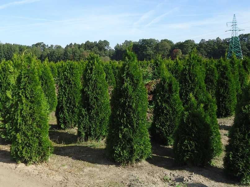 Thuja Smaragd 200,220,240,250 cm! Tuja Szmaragd! Sadzimy Tuje! Dowóz!