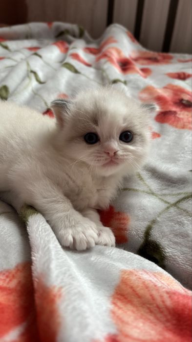 kocięta ragdoll SMK Jedynka/FPL/FIFe
