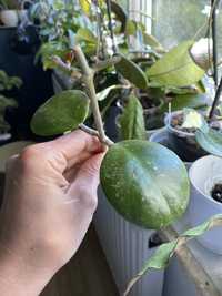 Hoya obovata amelia cala