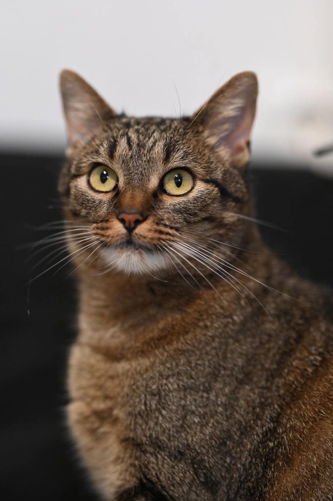 Piękna Zuzia czeka na adopcje