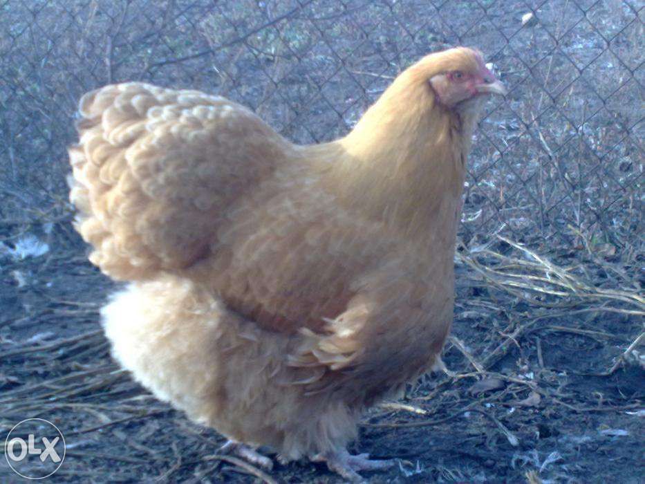 Орпингтон петухи, цыплята, инкуб. яйцо