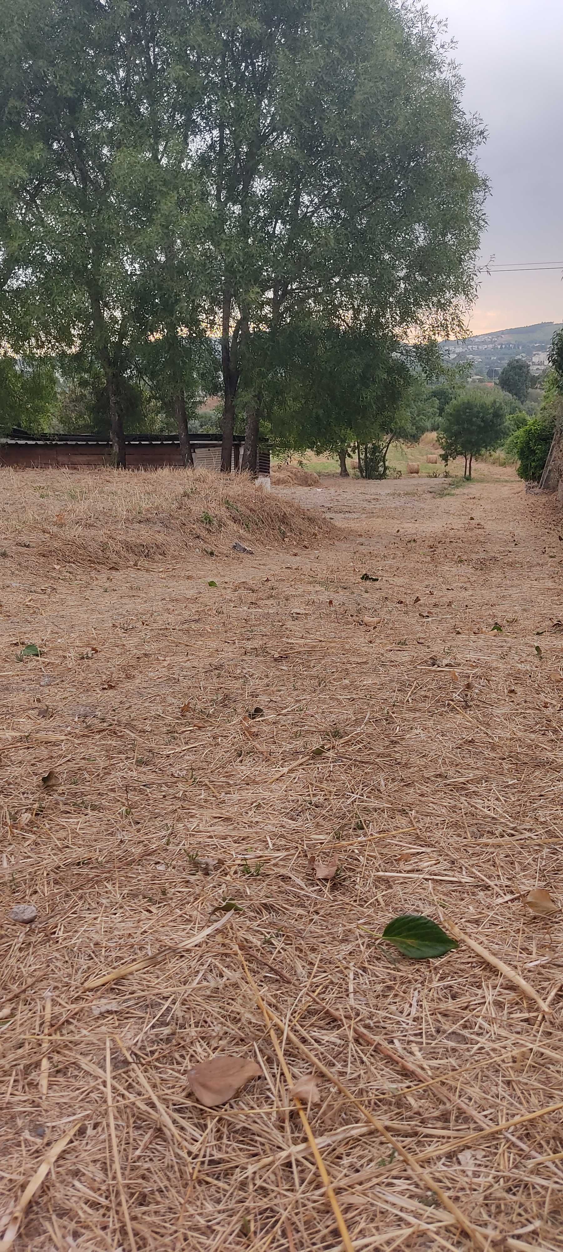 Arrenda-se terreno agrícola