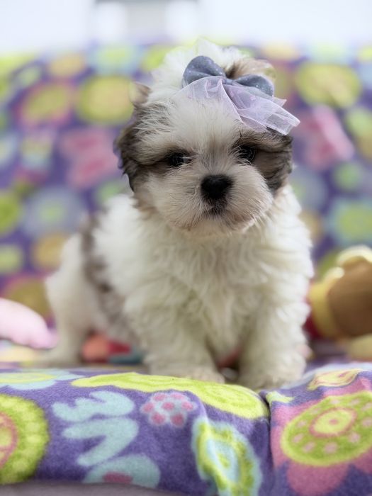 Shih-tzu linda Menina miniatura