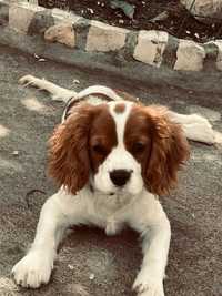 Cavalier King Charles Spaniel