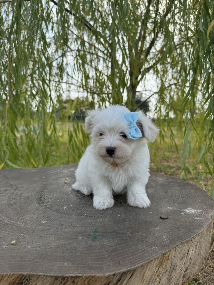 Bichon Maltês fofinha