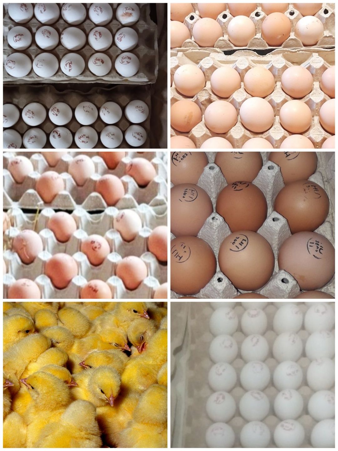 Инкубационное яйцо опт и розница бройлер мясной