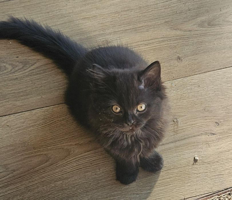 Besia - kotka brytyjska długowłosa