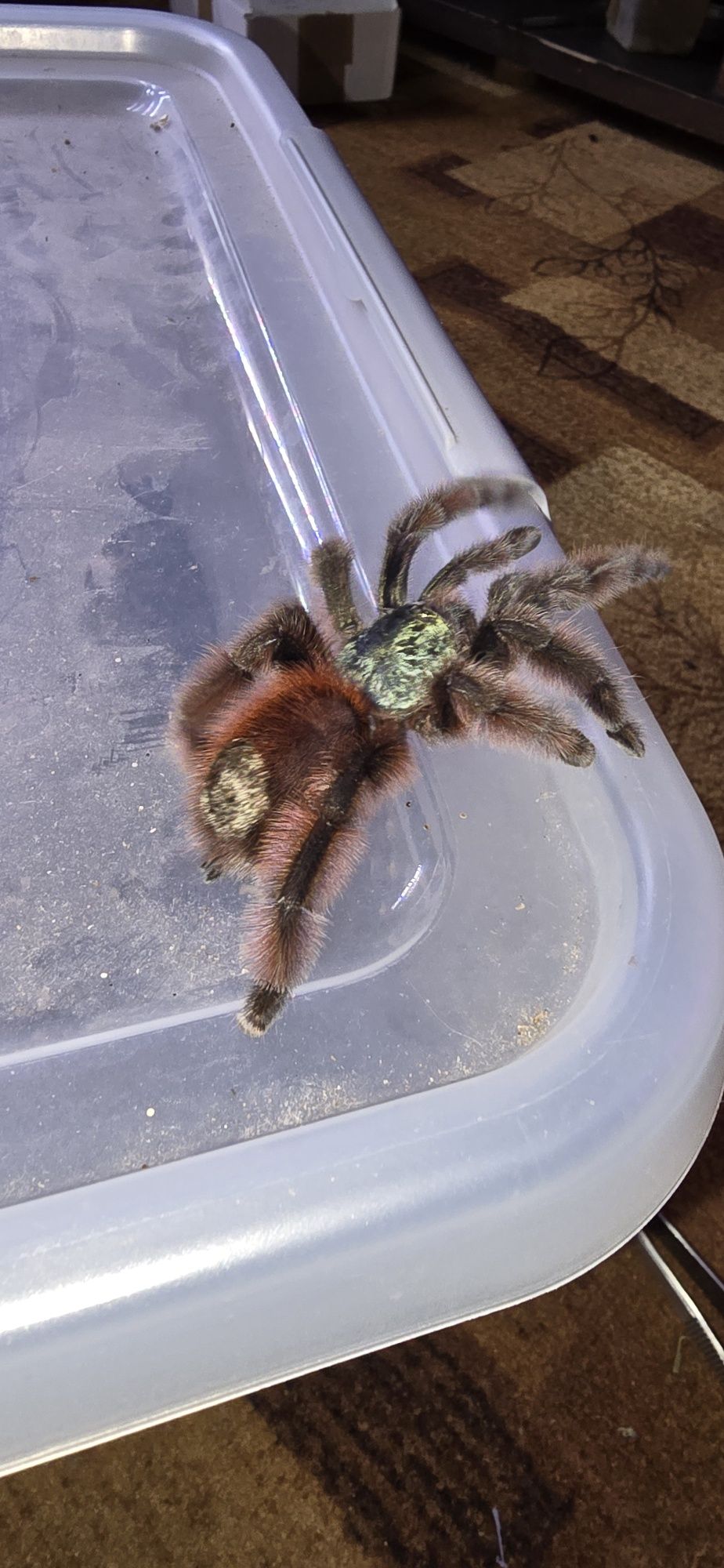 Caribena versicolor l1 ptasznik