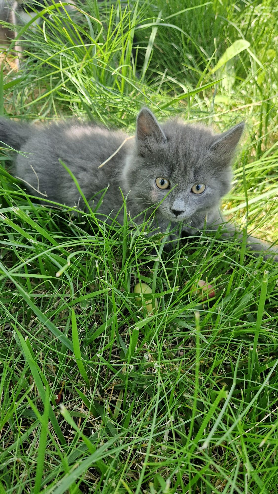 Кошеня Кошенята Котик